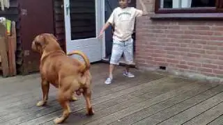 the best dog!!!!bordeauxdog Djago