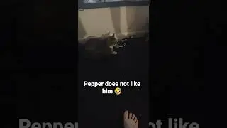 My cat hates my friend