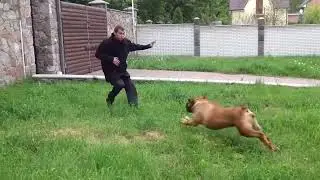 The Raw Strength of South Africa&rsquo;s Boerboel