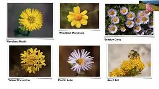 Wildflower Identification with Judy Kramer