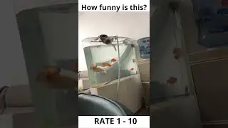 Cat Goes Fishing: Purr-fect Catch of the Day #cutecats #catvideos #funnycats #funnypets #viral