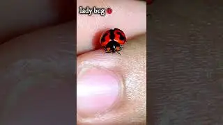 lady bugs ready to take off moment, #ladybug #shorts #youtubeshorts #insect #takeoff #videography