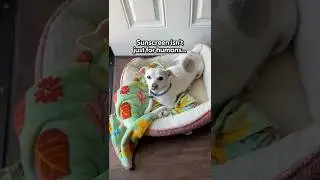 How To Keep Dogs Safe in the Sun | The Pack