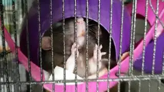 How many pet rats can fit into a space pod? A lot!