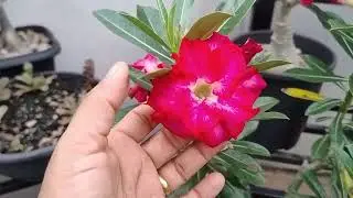 Mais um pouquinho das minhas rosas , flores lindas. #rosadodesrto#
