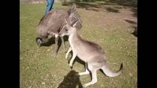 The Australian Reptile Park, Kangaroos!