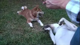 Milo The Shiba Inu Plays With Gibson