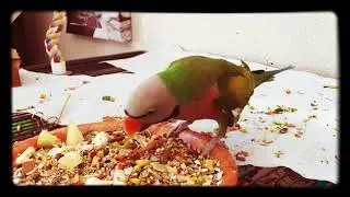 Peter Pan the Moustache Parakeet