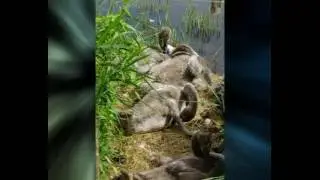 Unsere Schw&auml;ne am Vormittag Hohnsensee