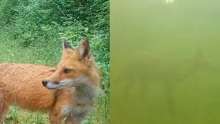 Watch as Foxes Hunt in Canadian Wildfire Smoke