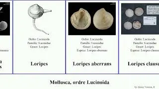 Mollusca, ordre Lucinoida bivalve Loripes Sound siquijorensis Migration North gouldii Leucosphaera