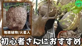 【観葉植物・塊根植物好きは見てね】育てやすい塊根植物火星人/フォッケア・エデュリス(Fockea edulis)育て方、 現地球の冬の発根管理、冬の育て方、現地球購入時の注意点、水やり