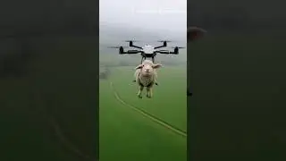 Drone POV A Lamb Started Rapping Out Of Nowhere!#sora2 #cctvcamera #cctv #viralshorts #funny