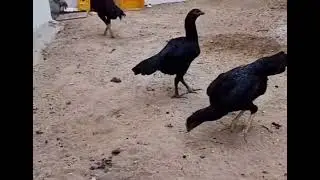 Two beautiful top Aseel hens