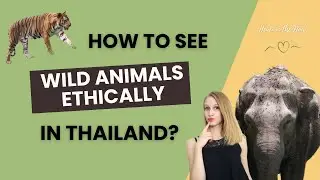 Ethical animal tourism in Thailand: Visiting Wildlife Friends Foundation