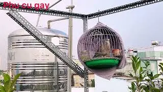 Buổi sáng cùng các chú chim cu gáy