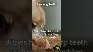 Incredible Teeth! How Bilbies Evolve to Survive in Harsh Environments 🦷