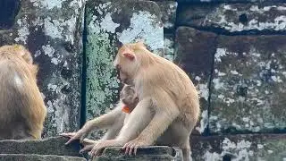 What Are These Monkey Doing Together | Monkey Family Having Fun Together