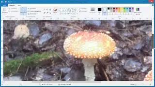 Как в Paint залить всё кроме выделенной области
