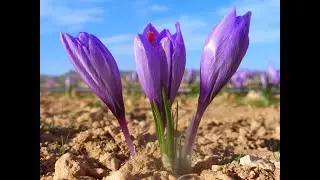 How to Farming Saffron Saffron agricultu
