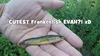 Hopping Spots for the LEGENDARY NORTHERN SNAKEHEAD (Tinicum, PA)