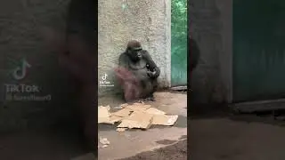 Gangsta Gorilla