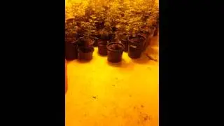 Small glipse of one of my grow op's