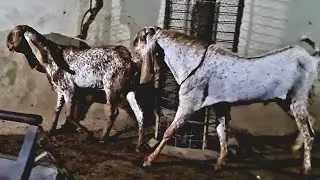 AJ SULTAN SY  MATE HONY K LEA BAKRI SIALKOT SY AI