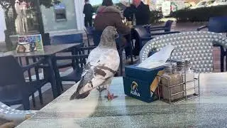 Pigeons 