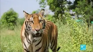 Thailand's tigers: Is tourism sabotaging conservation efforts? &bull; FRANCE 24 English