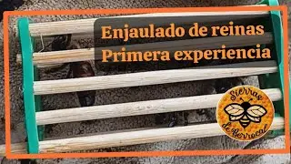 Enjaulado de reinas para el control de varroa. Primera experiencia