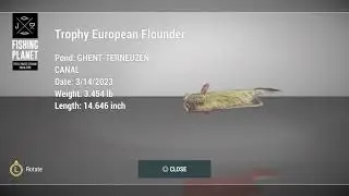 European flounder swim sideways??