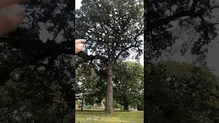 Is this Giant Oak Still the Largest in the State? #postoak #tree