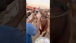 Ghee khilany ka tarika | hydri cattle farm | qurbani 2025