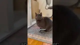 How to Earn a Shy Cat&rsquo;s Trust 🫶