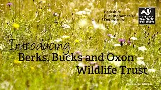 Introducing Berks, Bucks and Oxon Wildlife Trust