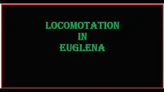 Locomotion in Euglena | euglena