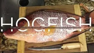 How Do Hogfish Eat - Species Spotlight