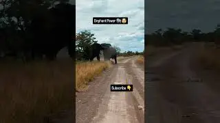 Wild Elephant Fight in Africa 🐘 Brutal Power Showdown! #shorts #wildlife #elephant