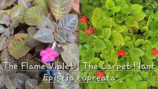 🌸 Episcia cupreata 🍂 The Flame Violet of the Forest Floor 🥀 The Carpet ☘️ Chocolate Soldier 🥀