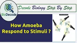 Amoeba Responses to its Stimuli | Irritability, Taxis, Stimulus Types & Response Mechanism Explained