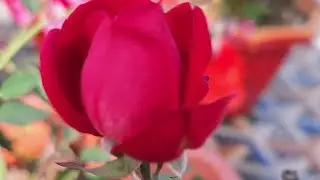 गुलाब की देखभाल RosePlant#RoseCare#GrowingRoses#FlowerGardening#HomeGarden#GardeningLife#PlantCare#