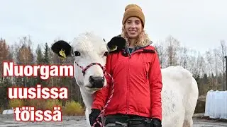 Lehmän työkokeilu konepajalla