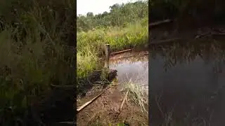 RBW DARI KAYU