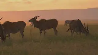 Wild Lens Intro