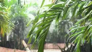 Relaxing Rain Sounds (3 Hours) Sleep, Study & Stress Relief