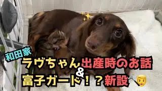 【犬７頭と暮らすおっさん】ラヴちゃん出産時のお話&富子ガード新設🤣【ダックスの子犬】