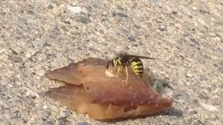 Thinking Bee