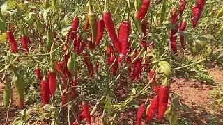 Desi Chilli 🌶 | Organic Mirchi Farming #farming  #nature #organicfarming #farmer #shorts