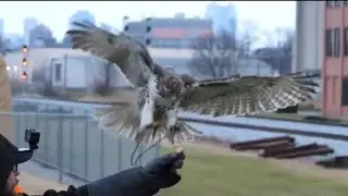 falconry training in wind and with distractions can't wait to go hunt!!!